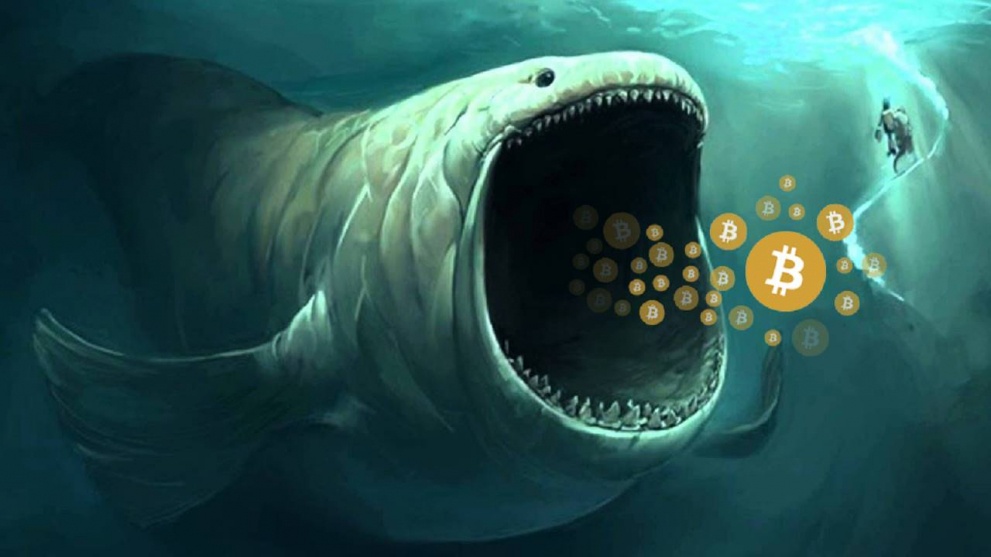 Whales Transfer 7572 BTC Worth $78 Million Amid Record High Daily Transactions